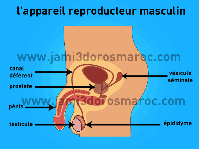 la reproduction chez l'homme 2ac + pdf la reproduction chez l'homme 2ac + pdf