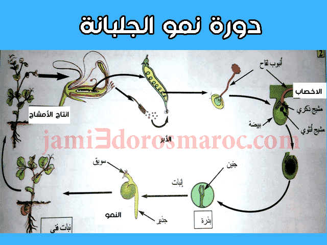 شرح درس التوالد عند النباتات للسنة الثانية إعدادي + pdf