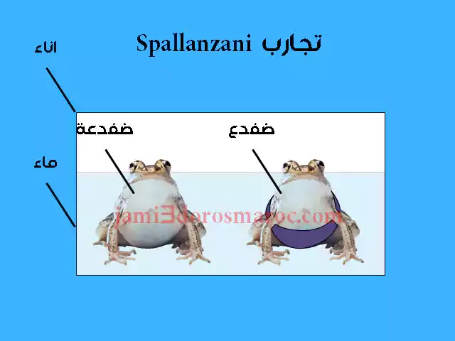 ملخص درس التوالد عند الحيوانات للسنة الثانية إعدادي + pdf