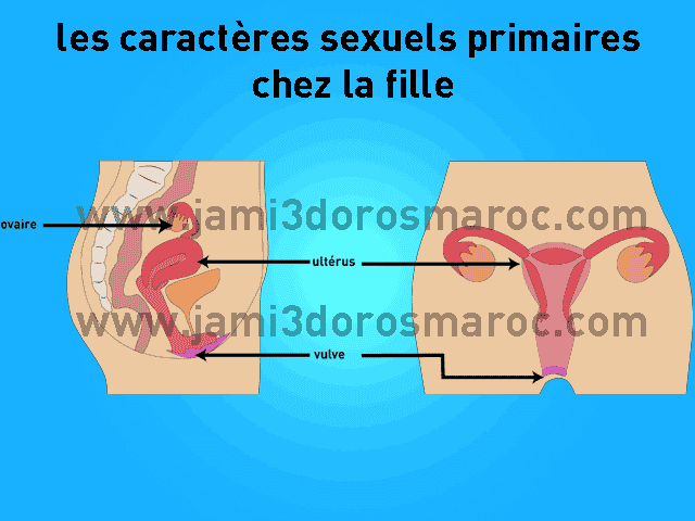 la reproduction chez l'homme 2ac + pdf la reproduction chez l'homme 2ac + pdf