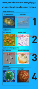 les microbes 3eme année college