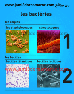 les microbes 3eme année college