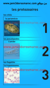 les microbes 3eme année college
