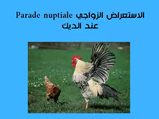 ملخص درس التوالد عند الحيوانات للسنة الثانية إعدادي + pdf