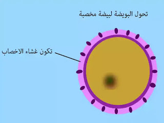 ملخص درس التوالد عند الحيوانات للسنة الثانية إعدادي + pdf