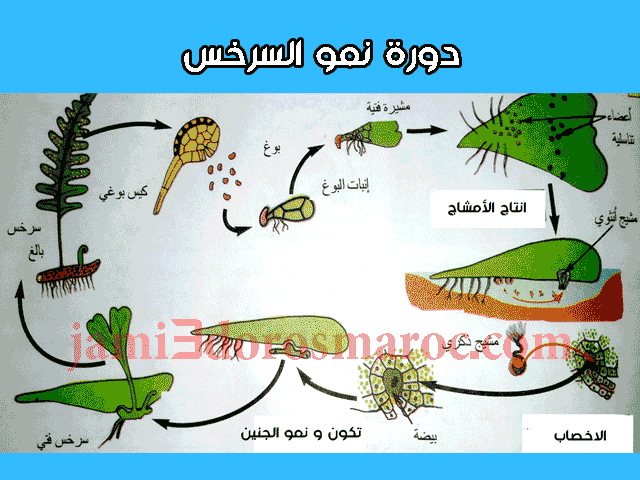 شرح درس التوالد عند النباتات للسنة الثانية إعدادي + pdf