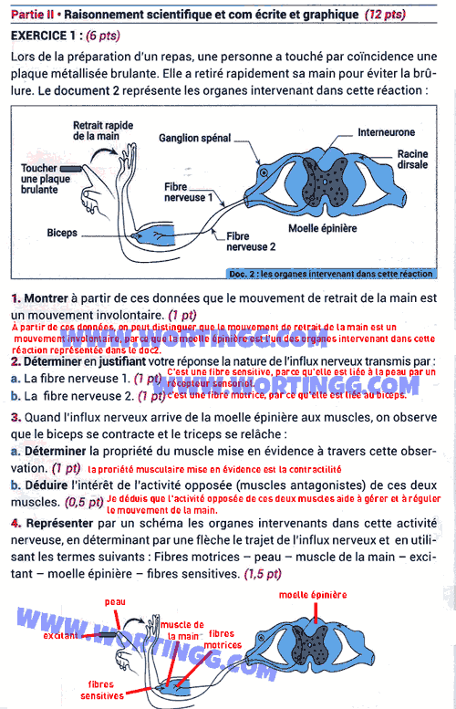 Correction d'examen régional svt 3ac