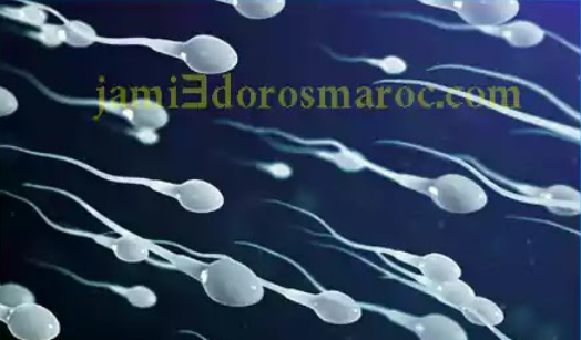 ملخص درس التوالد عند الحيوانات للسنة الثانية إعدادي + pdf