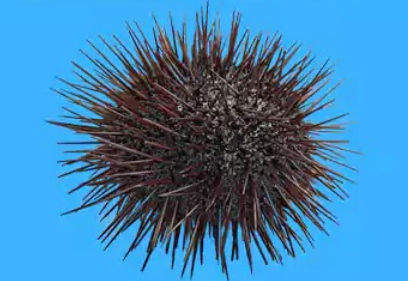 ملخص درس التوالد عند الحيوانات للسنة الثانية إعدادي + pdf