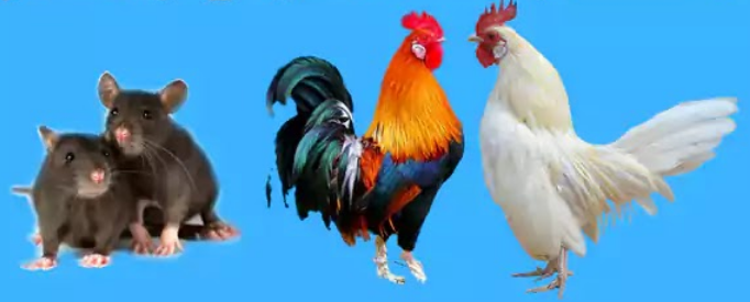 ملخص درس التوالد عند الحيوانات للسنة الثانية إعدادي + pdf