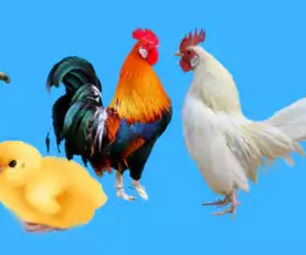 ملخص درس التوالد عند الحيوانات للسنة الثانية إعدادي + pdf