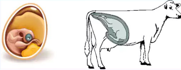 ملخص درس التوالد عند الحيوانات للسنة الثانية إعدادي + pdf