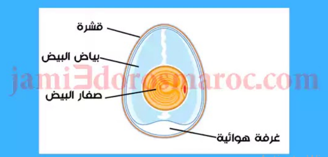 ملخص درس التوالد عند الحيوانات للسنة الثانية إعدادي + pdf