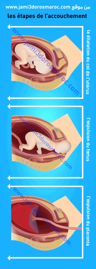 la reproduction chez l'homme 2ac + pdf la reproduction chez l'homme 2ac + pdf