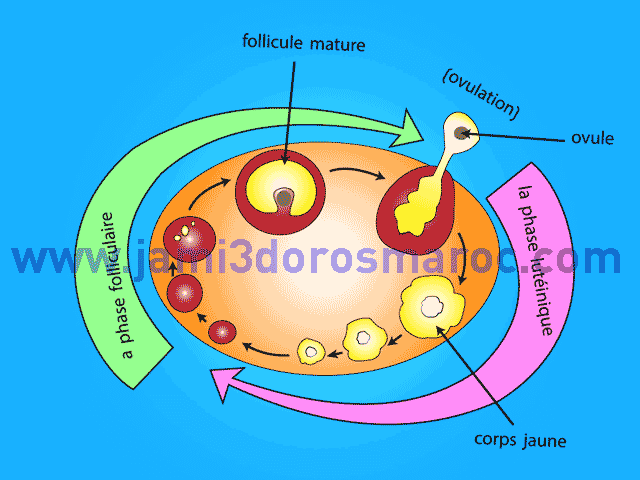 la reproduction chez l'homme 2ac + pdf la reproduction chez l'homme 2ac + pdf