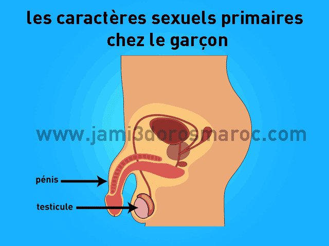 la reproduction chez l'homme 2ac + pdf la reproduction chez l'homme 2ac + pdf