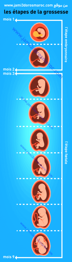 la reproduction chez l'homme 2ac + pdf la reproduction chez l'homme 2ac + pdf