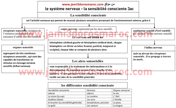 تلخيص درس le système nerveux pdf تلخيص درس le système nerveux pdf