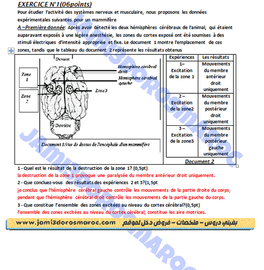 systeme nerveux 3ac exercice corrigé + pdf