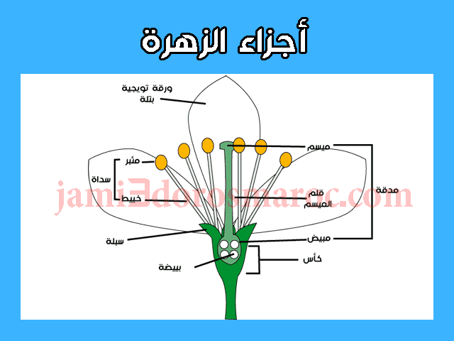 شرح درس التوالد عند النباتات للسنة الثانية إعدادي + pdf