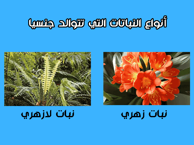 شرح درس التوالد عند النباتات للسنة الثانية إعدادي + pdf