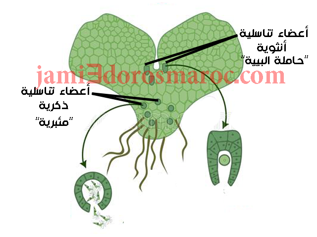 شرح درس التوالد عند النباتات للسنة الثانية إعدادي + pdf