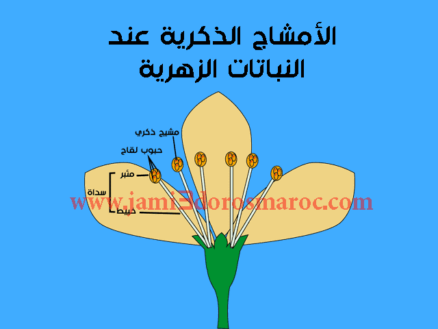 شرح درس التوالد عند النباتات للسنة الثانية إعدادي + pdf