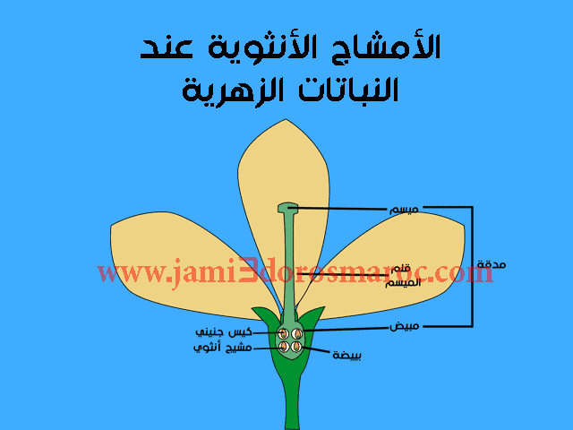 شرح درس التوالد عند النباتات للسنة الثانية إعدادي + pdf