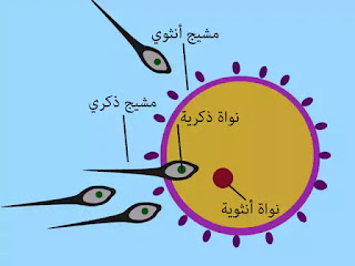 ملخص درس التوالد عند الحيوانات للسنة الثانية إعدادي + pdf