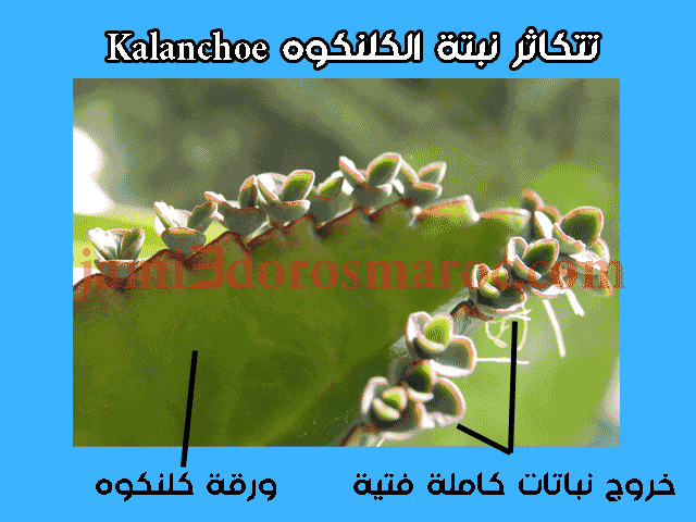 شرح درس التوالد عند النباتات للسنة الثانية إعدادي + pdf