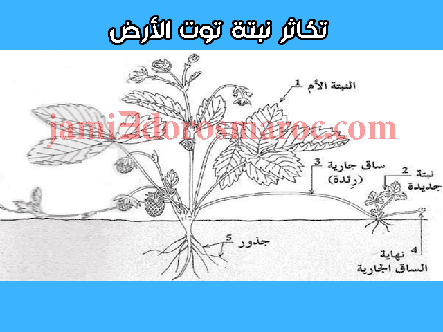 شرح درس التوالد عند النباتات للسنة الثانية إعدادي + pdf
