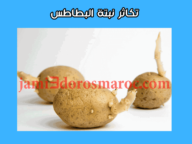 شرح درس التوالد عند النباتات للسنة الثانية إعدادي + pdf