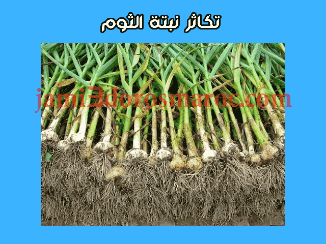 شرح درس التوالد عند النباتات للسنة الثانية إعدادي + pdf