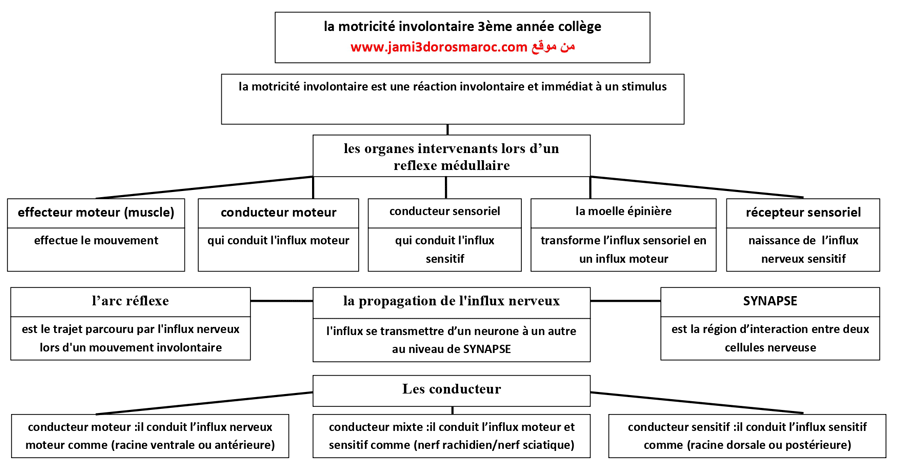 تلخيص درس le système nerveux pdf تلخيص درس le système nerveux pdf