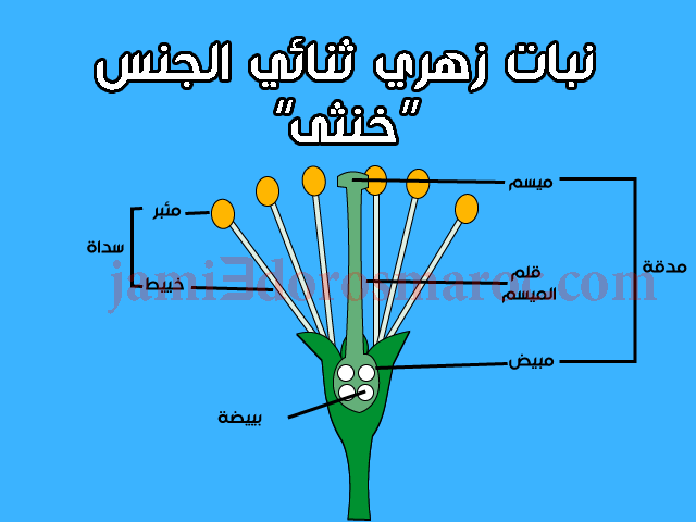 شرح درس التوالد عند النباتات للسنة الثانية إعدادي + pdf