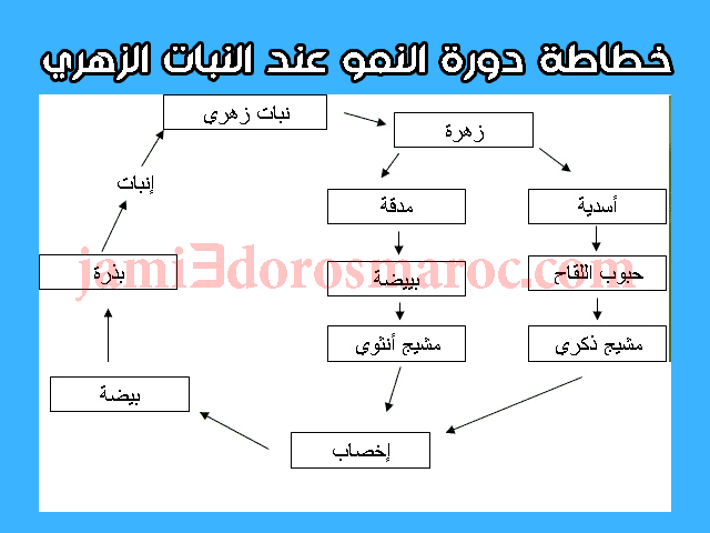 شرح درس التوالد عند النباتات للسنة الثانية إعدادي + pdf