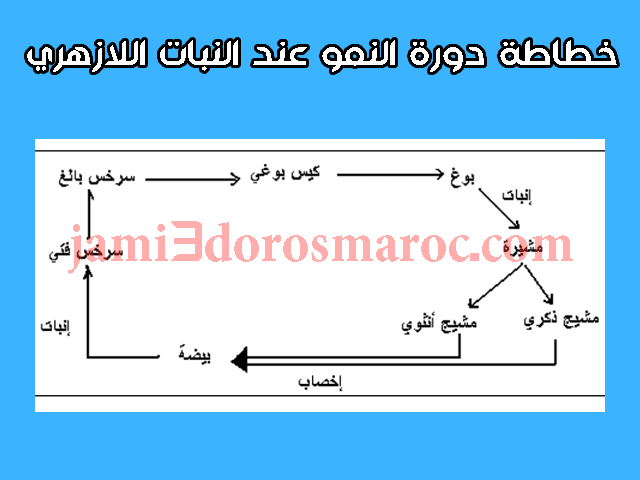 شرح درس التوالد عند النباتات للسنة الثانية إعدادي + pdf