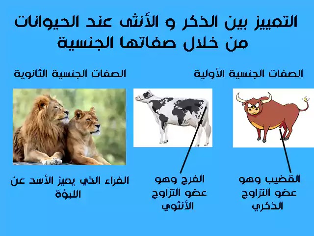 ملخص درس التوالد عند الحيوانات للسنة الثانية إعدادي + pdf