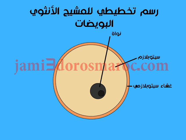 ملخص درس التوالد عند الحيوانات للسنة الثانية إعدادي + pdf