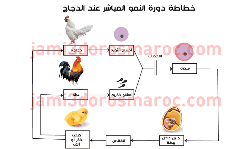 ملخص درس التوالد عند الحيوانات للسنة الثانية إعدادي + pdf