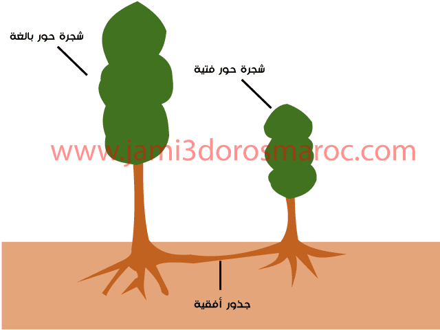 شرح درس التوالد عند النباتات للسنة الثانية إعدادي + pdf