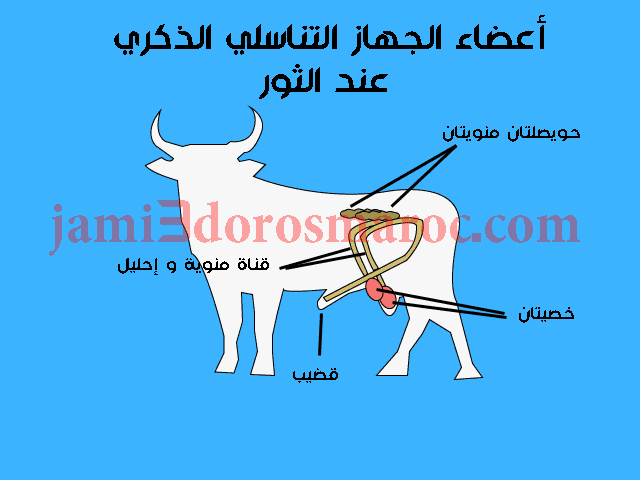 ملخص درس التوالد عند الحيوانات للسنة الثانية إعدادي + pdf