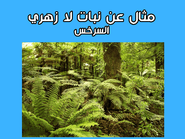 شرح درس التوالد عند النباتات للسنة الثانية إعدادي + pdf