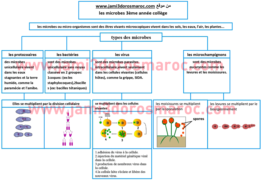 ملخص درس les microbes ملخص درس les microbes