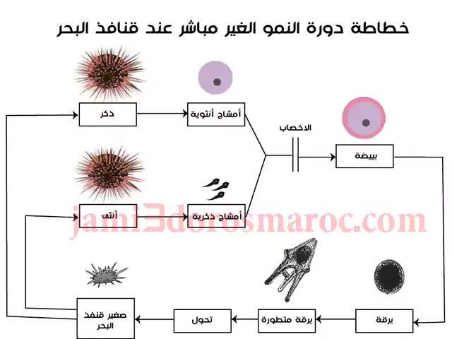 ملخص درس التوالد عند الحيوانات للسنة الثانية إعدادي + pdf